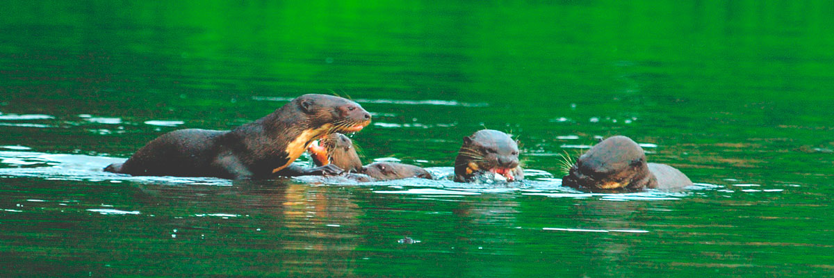 Tour por la jungla fascinante - 5 días en Tambopata