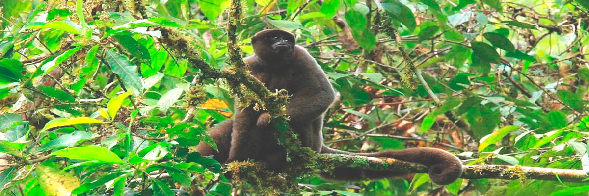 Tour por la jungla fascinante - 5 días en Tambopata