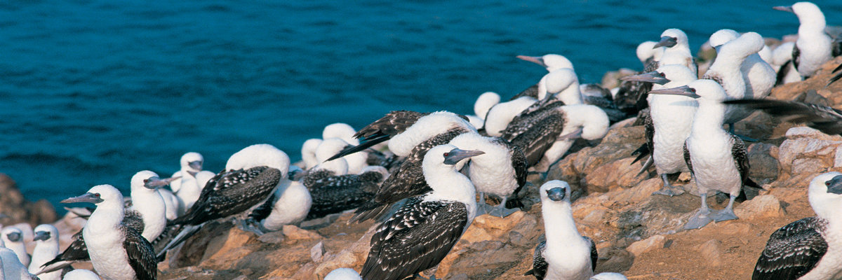 Tour pela Reserva Nacional de Paracas em Nazca