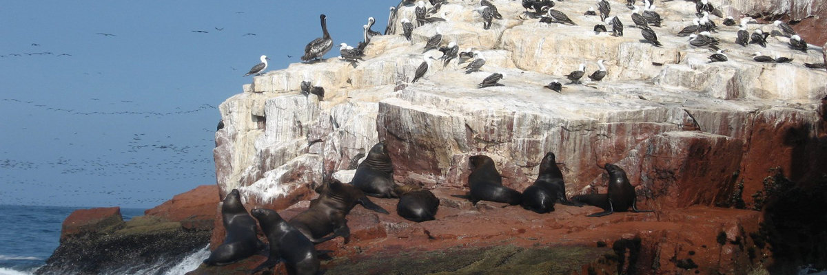 Tour pelas Ilhas Ballestas em Nazca