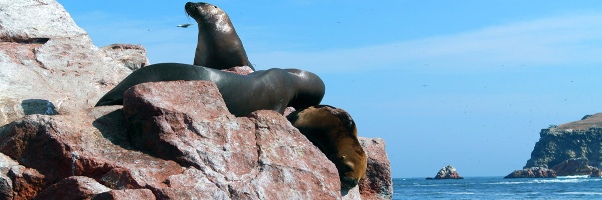 Tour pelas Ilhas Ballestas em Nazca