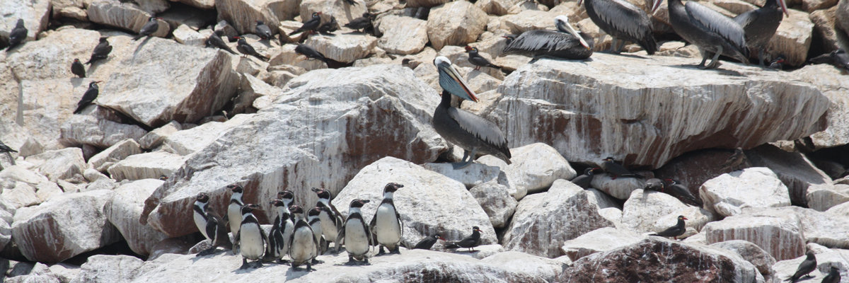 Tour pelas Ilhas Ballestas em Nazca