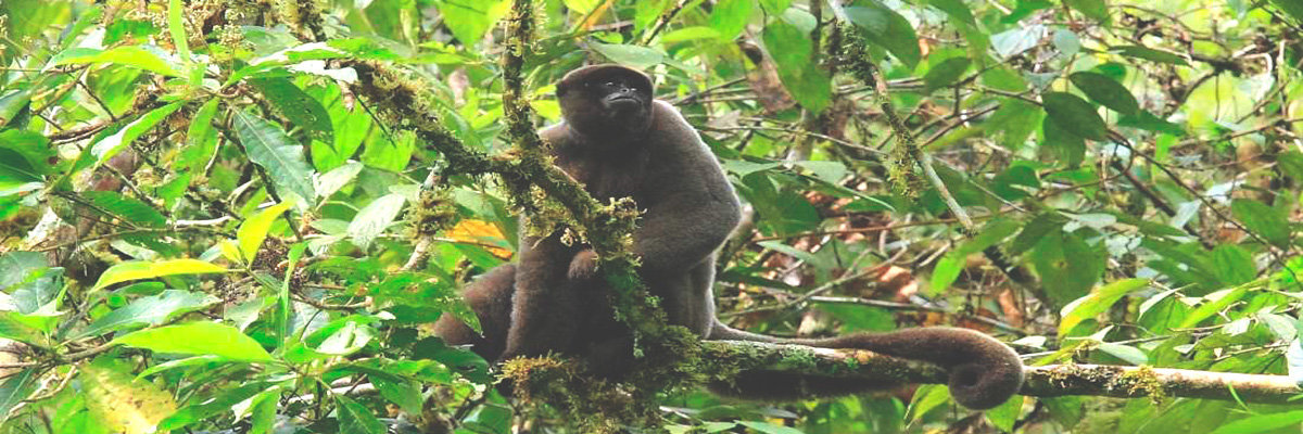 Tour pela Selva Fascinante - 5 días em Manu