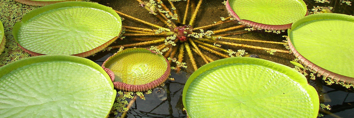 Tour Cedro - 4 dias em Iquitos