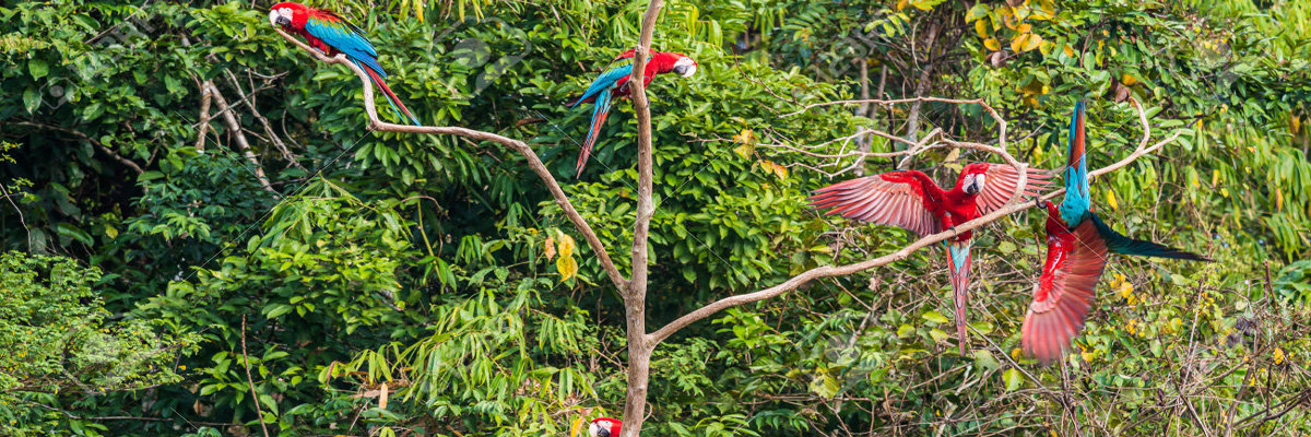 Tour pela Selva Fascinante - 3 dias em Manu