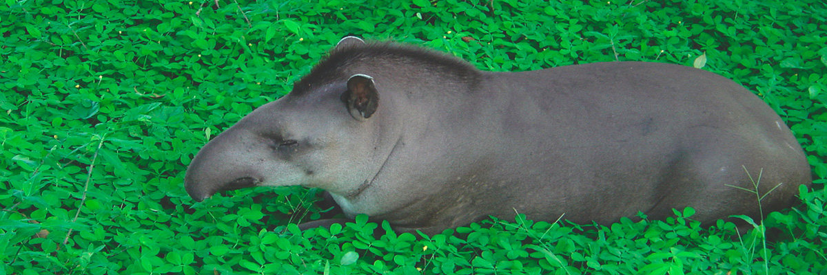 Tour pela Selva Fascinante - 3 dias em Manu