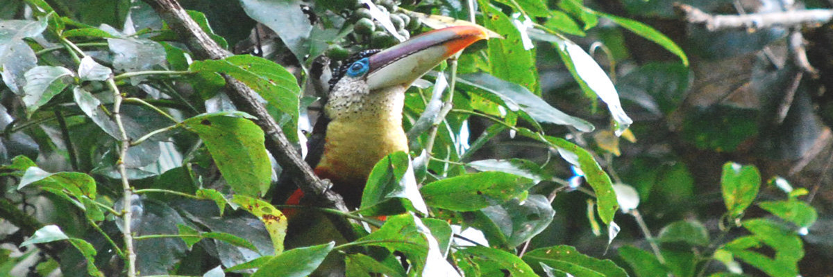 Excursão pela Reserva Nacional de Manu em Manu