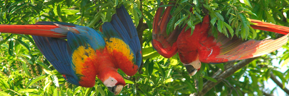 Collpa de Loros em Manu