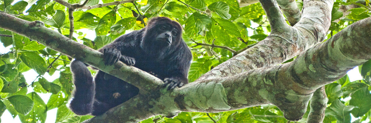 Natureza e Cultura em Manu