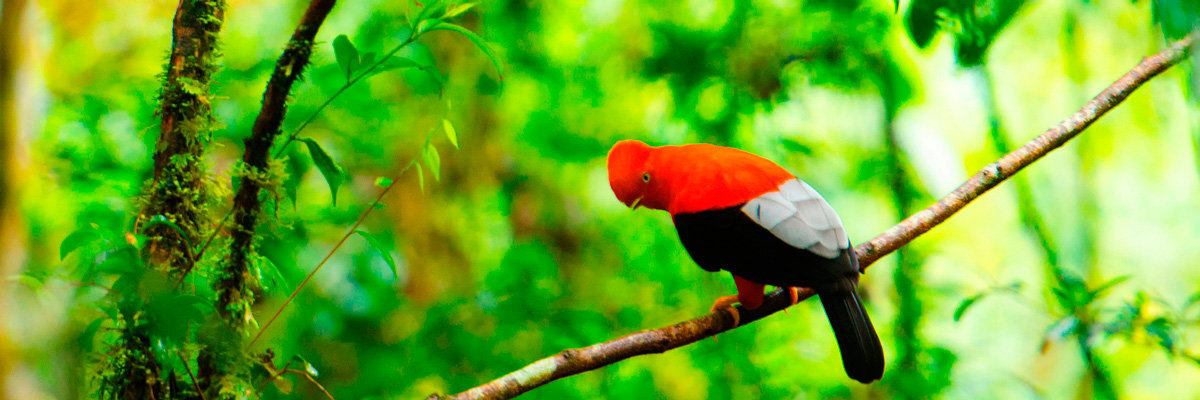 Natureza e Cultura em Manu