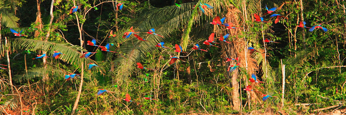 Eco Aventuras em Tambopata - 4 dias em Tambopata