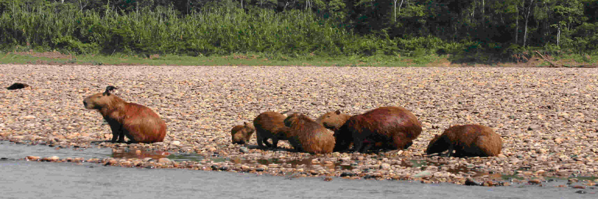 Eco Aventuras 3 dias em Tambopata