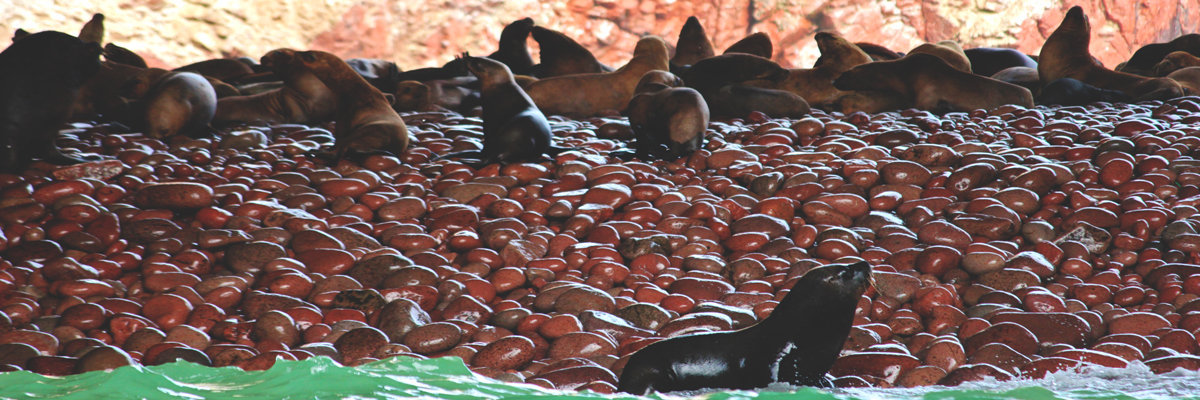 Ballestas Islands in Ica