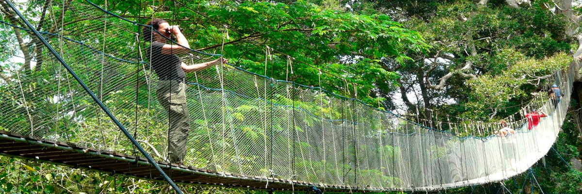 Fascinating Jungle in Manu