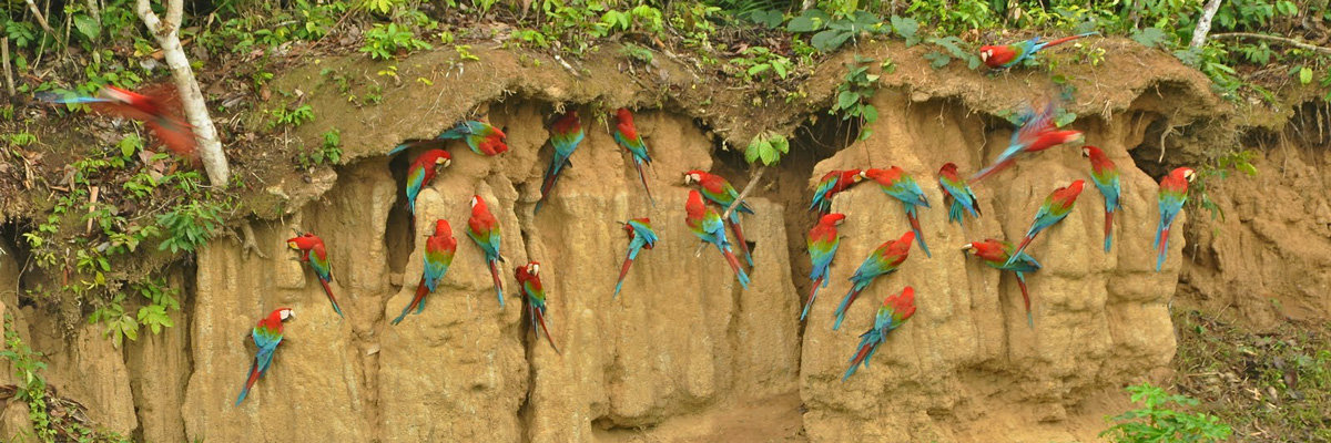 Fascinating Jungle in Manu