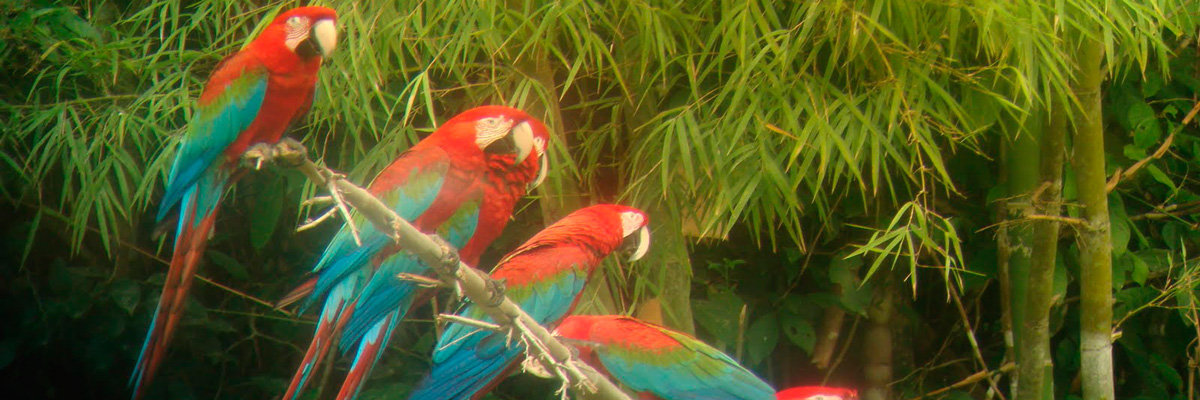 Macaw Clay Lick in Manu