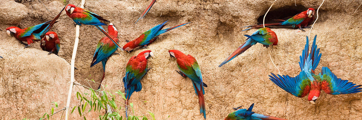 Ecoaventuras Tambopata in Tambopata