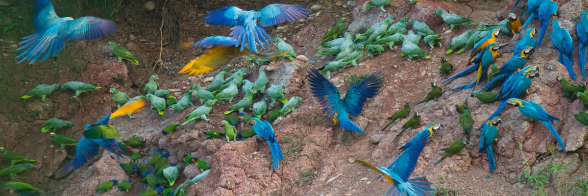 Full Ecoaventuras in Tambopata