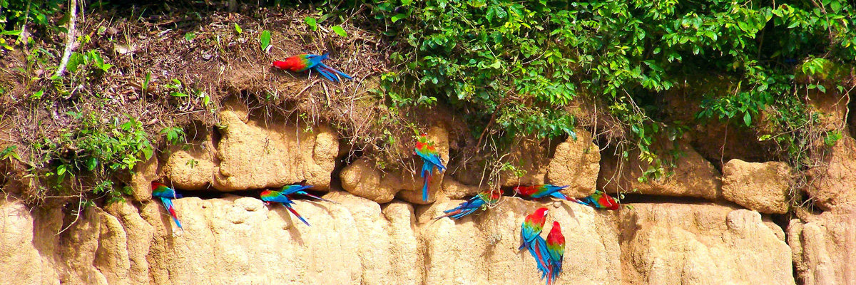 Full Ecoaventuras in Tambopata