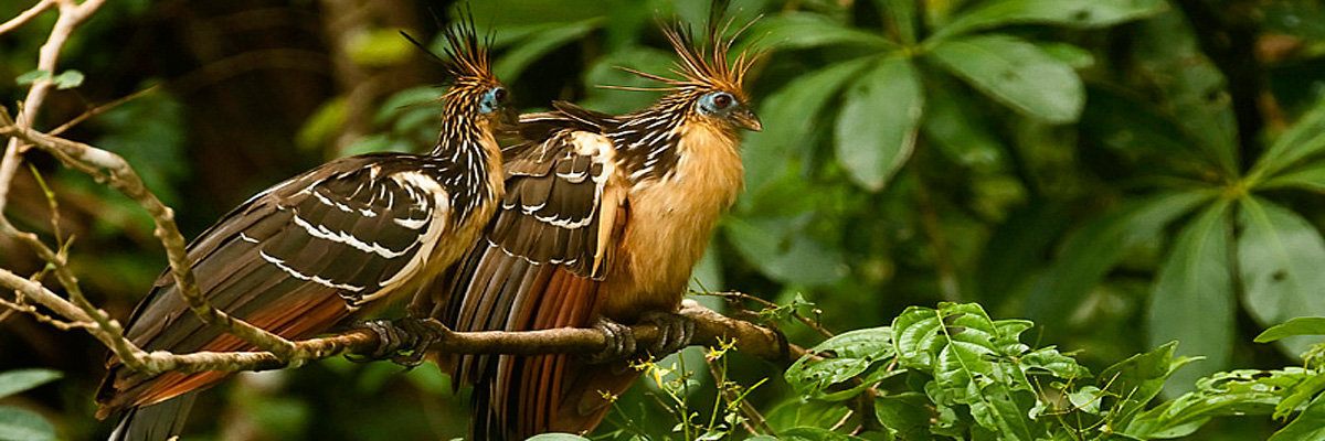 Full Ecoaventuras in Tambopata
