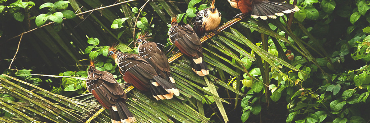 Full Ecoaventuras and Tambopata Reserve in Tambopata