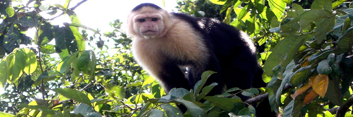 Full Day Ecoaventuras in Tambopata