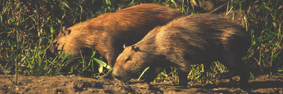 Full Day Ecoaventuras in Tambopata