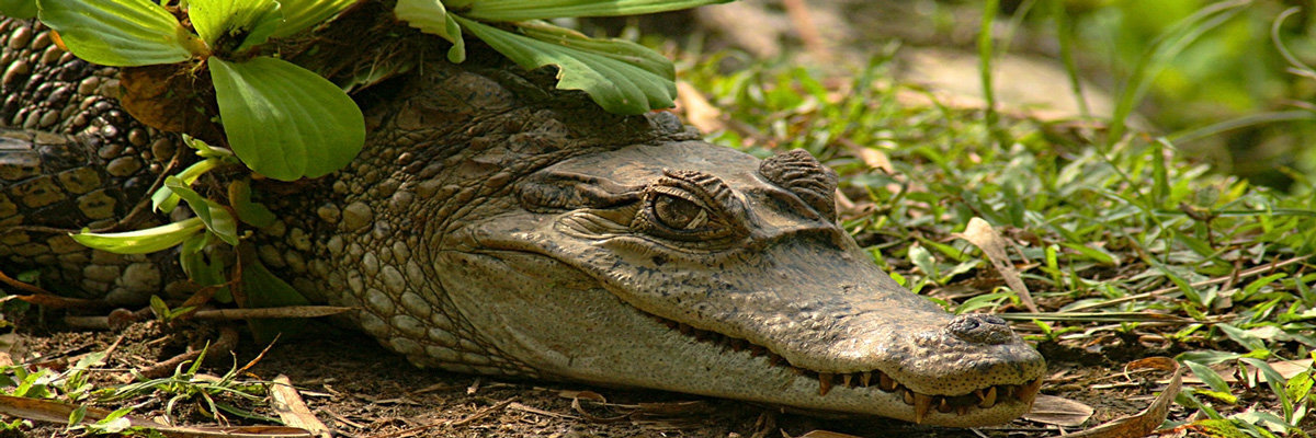  Piranha in Iquitos