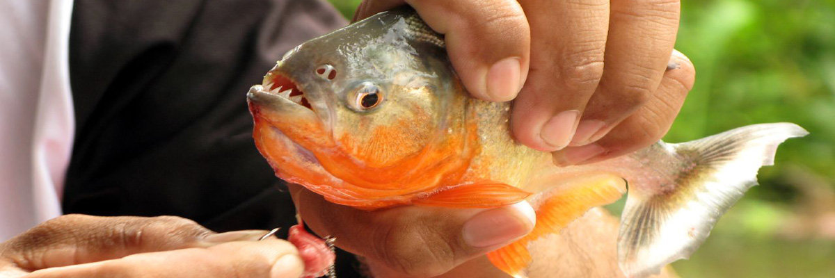  Piranha in Iquitos