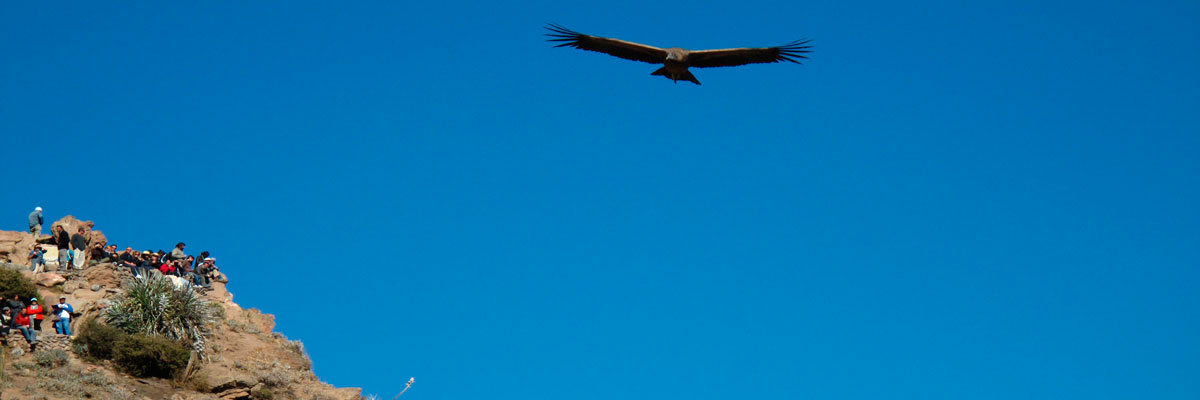 Colca Canyon to Lake Titicaca in Arequipa