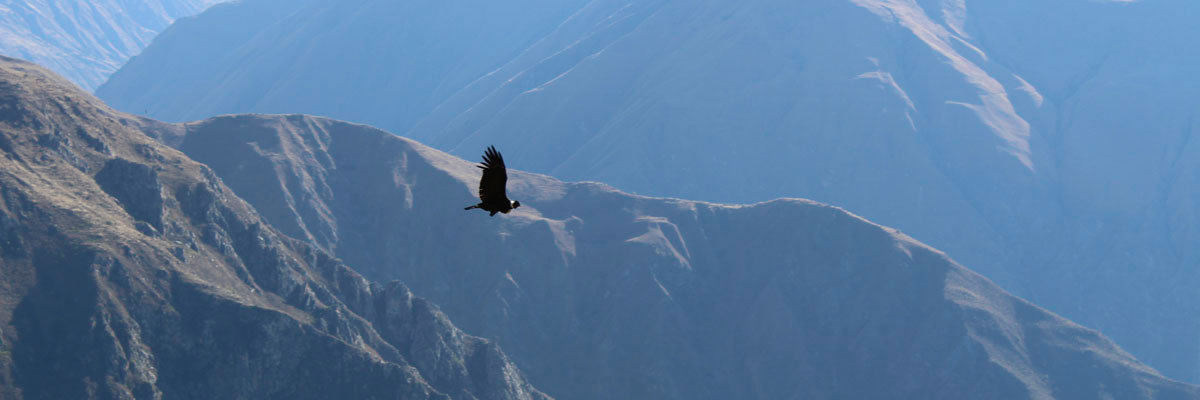 Tour Cañón del Cóndor Cusqueño en Cusco
